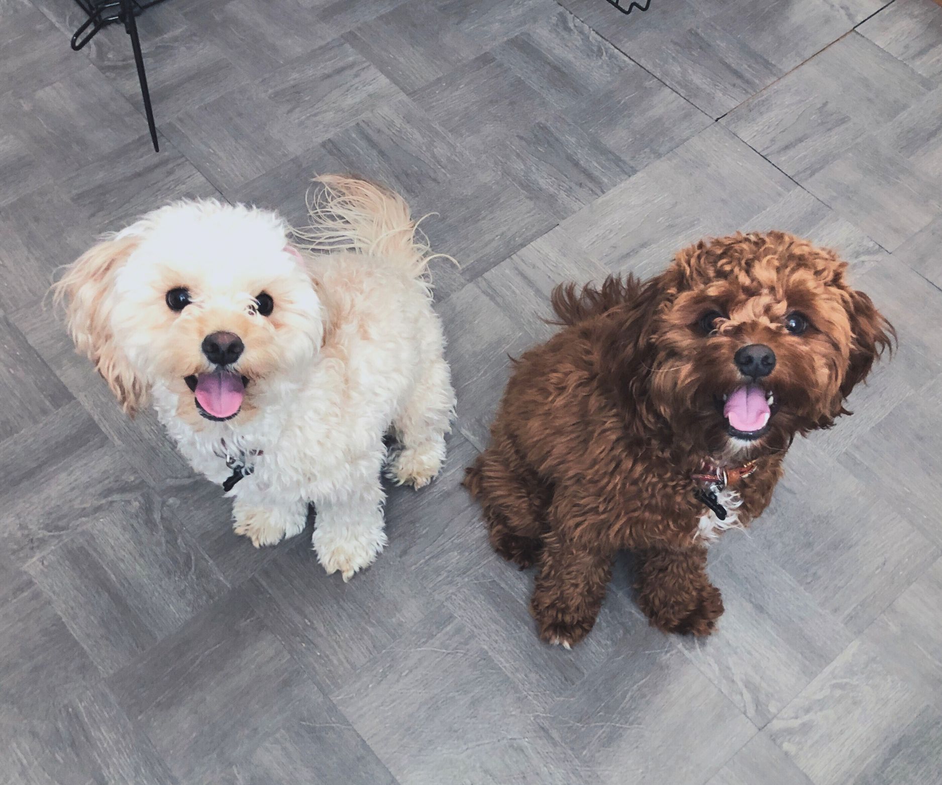two happy dogs looking up