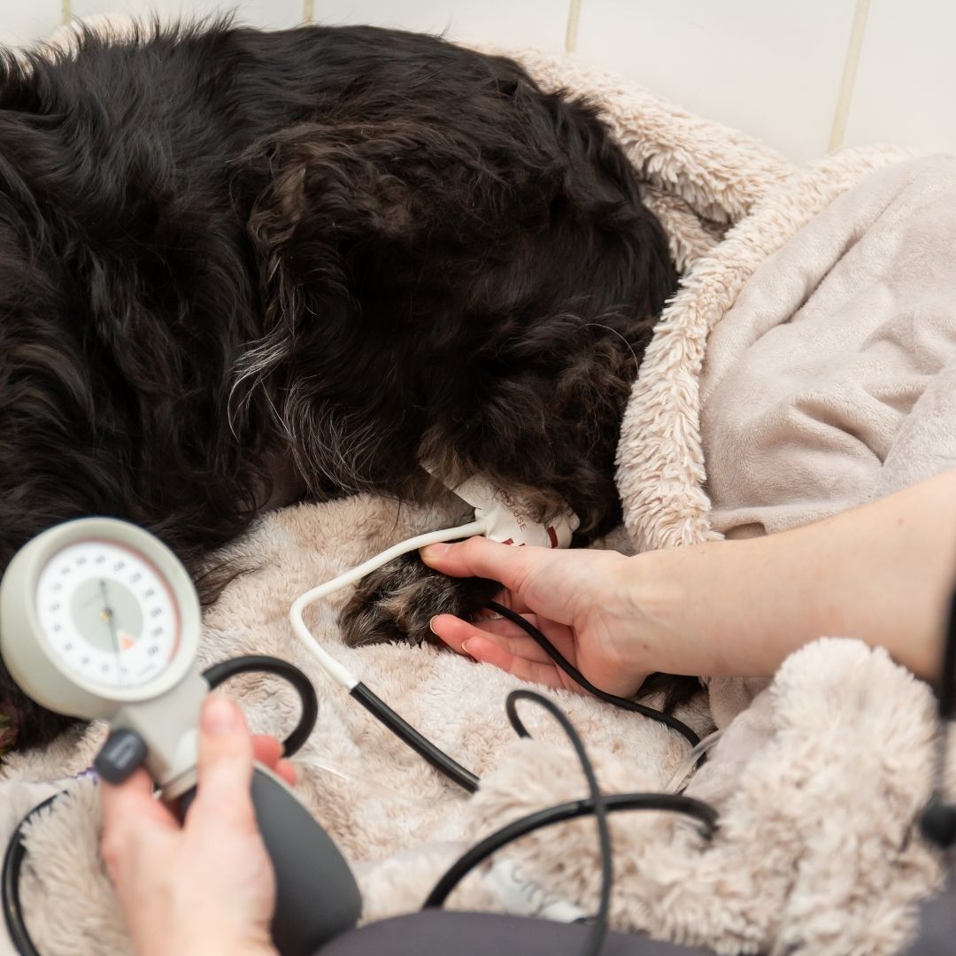 Pet getting health checkup