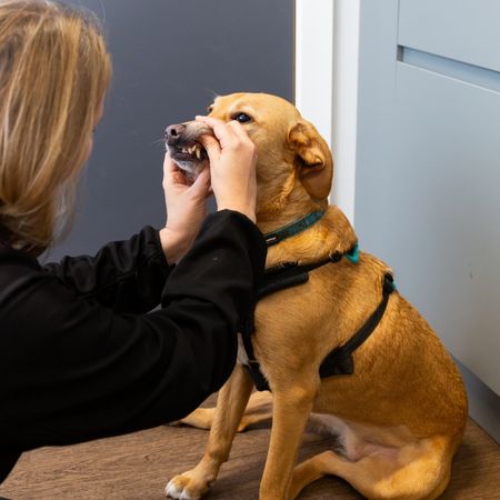 A person is checking a dog's teeth by pulling its lips back
