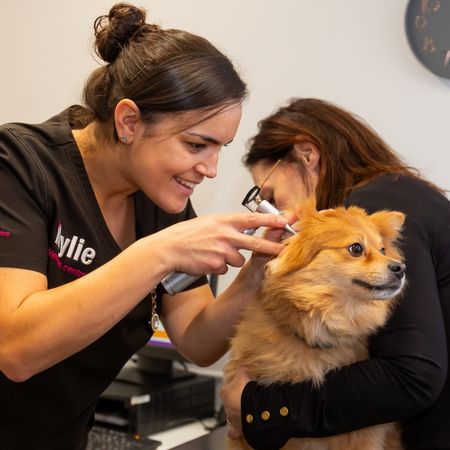 A veterinarian uses an otoscope to examine a small, fluffy dog's ear while another person holds the dog