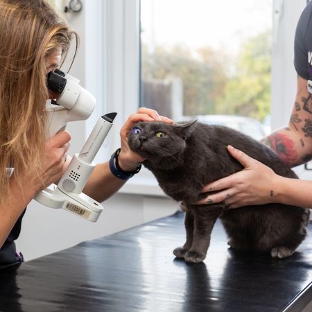A veterinarian examines a cat's eye with a medical device while another person holds the cat steady.