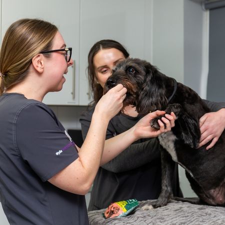 A veterinary professional in scrubs and glasses feeds a treat to a black dog while another person holds the dog